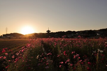 三重塔とコスモス畑