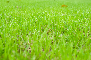 Green grass in close up for background