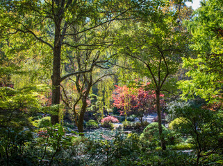 Naklejka premium Japanese Maples in Fall