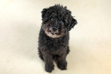 golden retriever dog premium