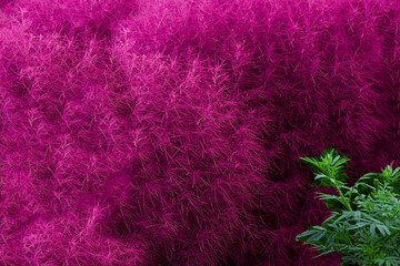 pink flowers and green leaves