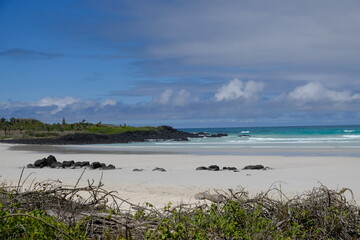 Ecuador Galapagos Islands - Santa Cruz Island Coastline Galapagos Beach at Tortuga Bay