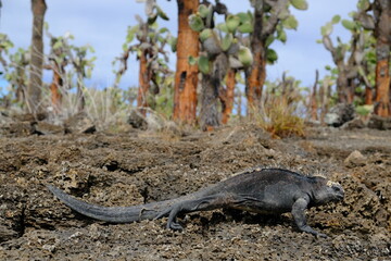 Ecuador Galapagos Islands - Santa Cruz Island Marine iguana at Tortuga Laguna