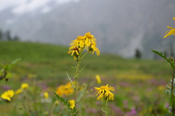 Obraz premium yellow flowers on a meadow Skardu, Pakistan
