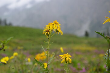 yellow flowers on a meadow
Skardu, Pakistan