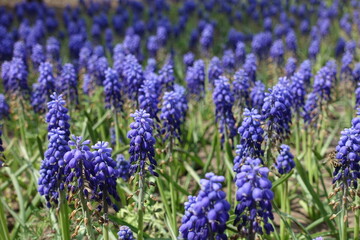 Numerous violet flowers of Armenian grape hyacinths in May