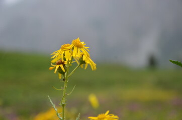 yellow flower in the wind
Skardu, Pakistan