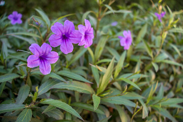 Naklejka na ściany i meble Closeup shot of a beautiful purple flowers
