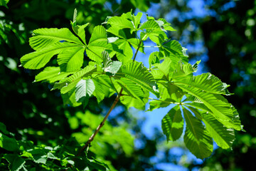 Branch with many fresh large green chestnut leaves in a garden in a sunny spring day, beautiful outdoor monochrome background photographed with soft focus.