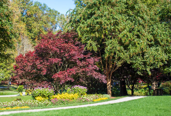 Naklejka premium Japanese Maples in Fall