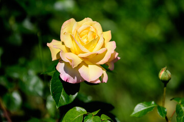 Close up of one large and delicate vivid yellow rose in full bloom in a summer garden, in direct sunlight, with blurred green leaves in the background.