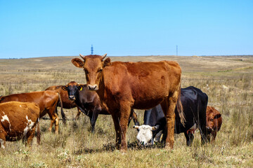 Herd of domestic cows grazing in the field. Young brown bull posing before camera