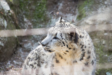 雪豹