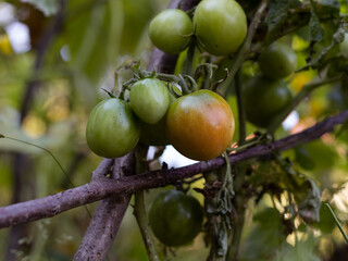 Unripe green tomatoes on the bush.