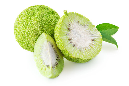 Osage Oranges (Maclura) Isolated on White Background. Hedge Apple close up.