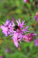 bee on a pink flower
