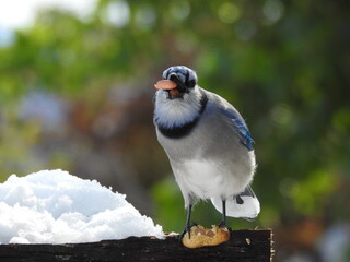 
A blue jay and his peanut