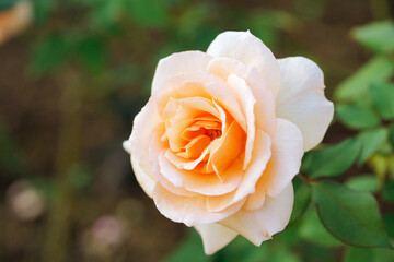 生田緑地ばら苑の薔薇