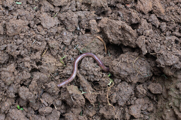 Earthworms that decompose the humus in the soil