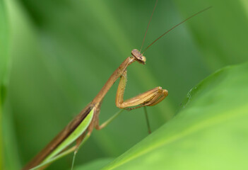 mantis