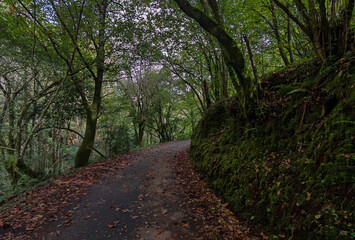Fototapeta premium Road Autumn