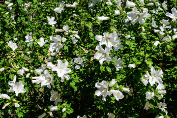 Many white flower of hibiscus syriacus plant, commonly known as Korean rose, rose of Sharon, Syrian ketmia, shrub althea or rose mallow, in a garden in a sunny summer day .