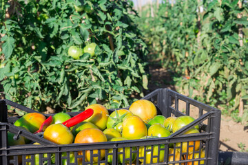 Plastic boxes with ripe tomatoes on the farm field. Harvest time
