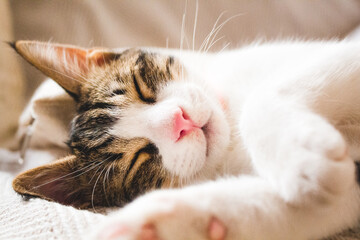 Fototapeta na wymiar Cat Sleeping on Pillow