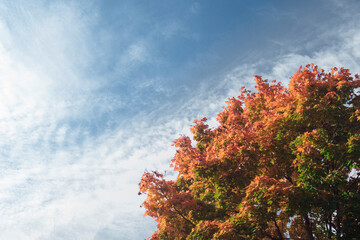 Fototapeta premium Autumn tree against a blue sky with white clouds. Motivational concept, the concept of journey.