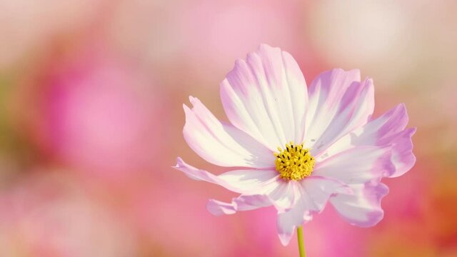 Cute Pink Cosmos Flower Blooming and Blowing with The Wind in A Botanical Garden in The Afternoon in Autumn or Fall, Blossom Image, Nobody	