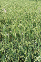 Rice crop field in the developing state after 60 days of plantation. 
