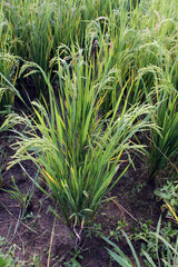 Rice crop field in the developing state after 60 days of plantation. 