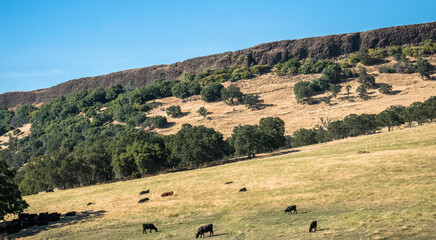California rural landscape. Fields and grazing cows	