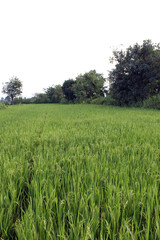 Rice crop field in the developing state after 60 days of plantation. 