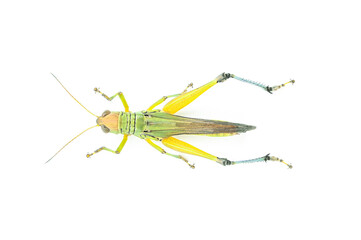 Green Grasshopper Isolated on White Background