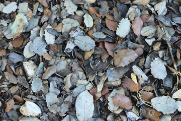 Holm oak fallen leaves. Texture