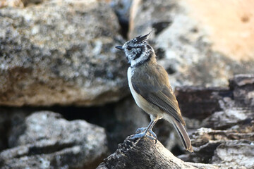 Crested tit (Lophophanes cristatus), spotted while birdwatching in a hide