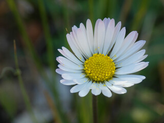 Obraz premium Margherita