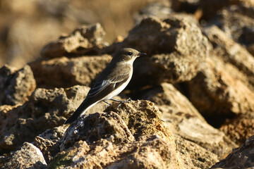 European pied flycatcher (Ficedula hipoleuca)