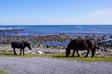 尻屋崎の海岸沿いを歩く二頭の寒立馬
