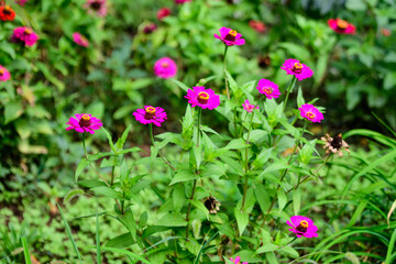Obraz na płótnie Canvas Close up of many beautiful large pink magenta zinnia flowers in full bloom on blurred green background, photographed with soft focus in a garden in a sunny summer day.