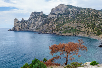 Panorama of Blue Bay of Black Sea near town Novyi Svit, Crimea. Pine with rusty coloured needles on foreground & mountain Karaul Oba on background. Short line of land on right side called Tzar Plage