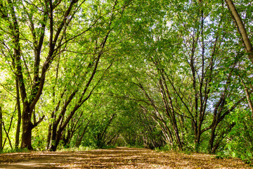 Fototapeta premium Tree gallery in urban forest. Walking pathway is covered by fallen leaves.