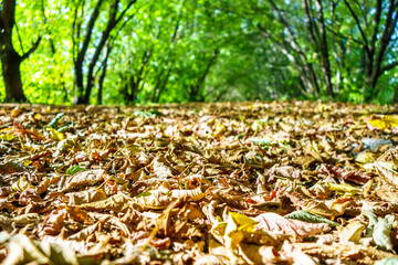 Yellow & orange dry leaves are covering walking way in forest or in park. Blurred trees are on background