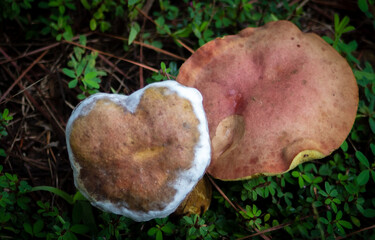 Mushroom Love
