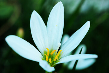 白いタマスダレ