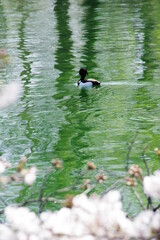 春の池の水鳥