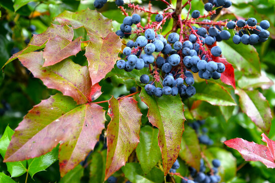 Blue berries of trailing mahonia (Mahonia aquifolium (Pursh) Nutt.)
