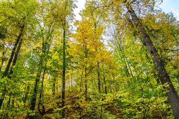 Fototapeta na wymiar Tall trees in autumnal forest, scenic growing on hills. Yellow foliage almost close the sky