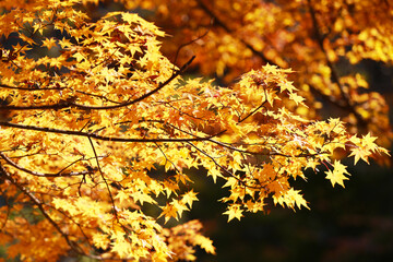 autumn leaves on the tree